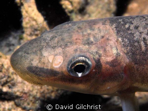 Sucker sp.- Portrait. Taken off Northpoint, Tobermory, ON by David Gilchrist 